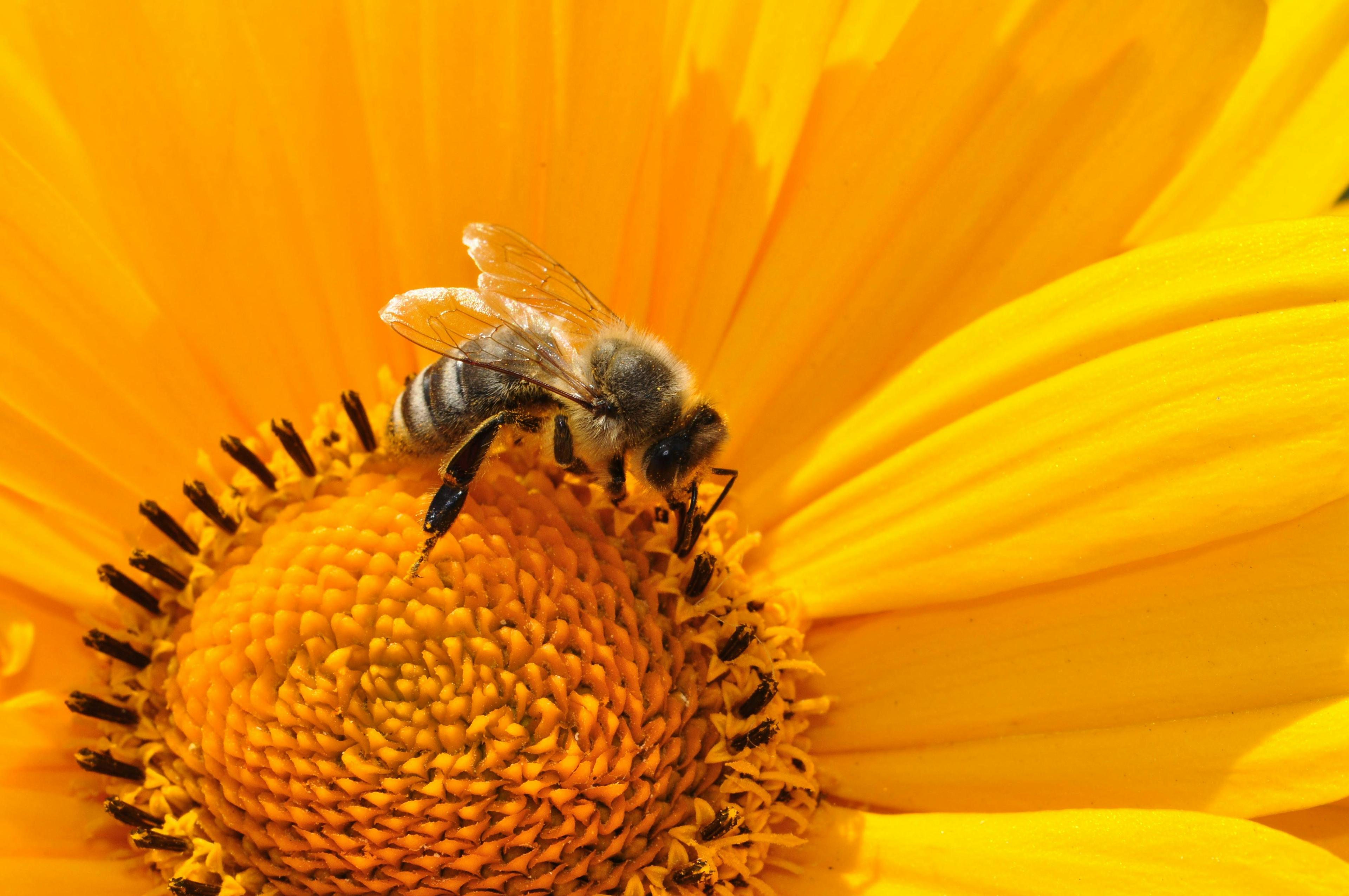 Bumblebees Facing Threat