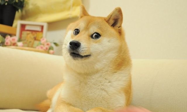 Doge Meme Dog Passes Away