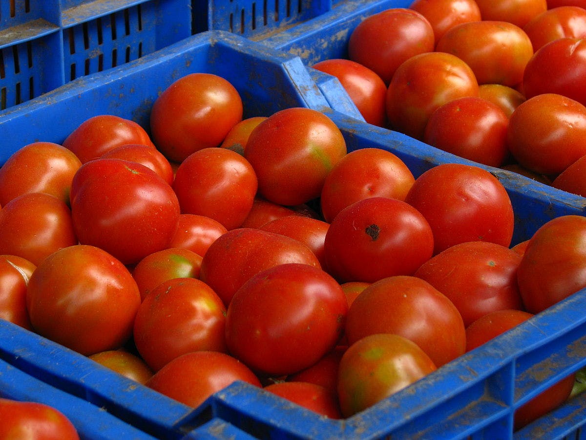 The Rise in Tomato Prices Explained