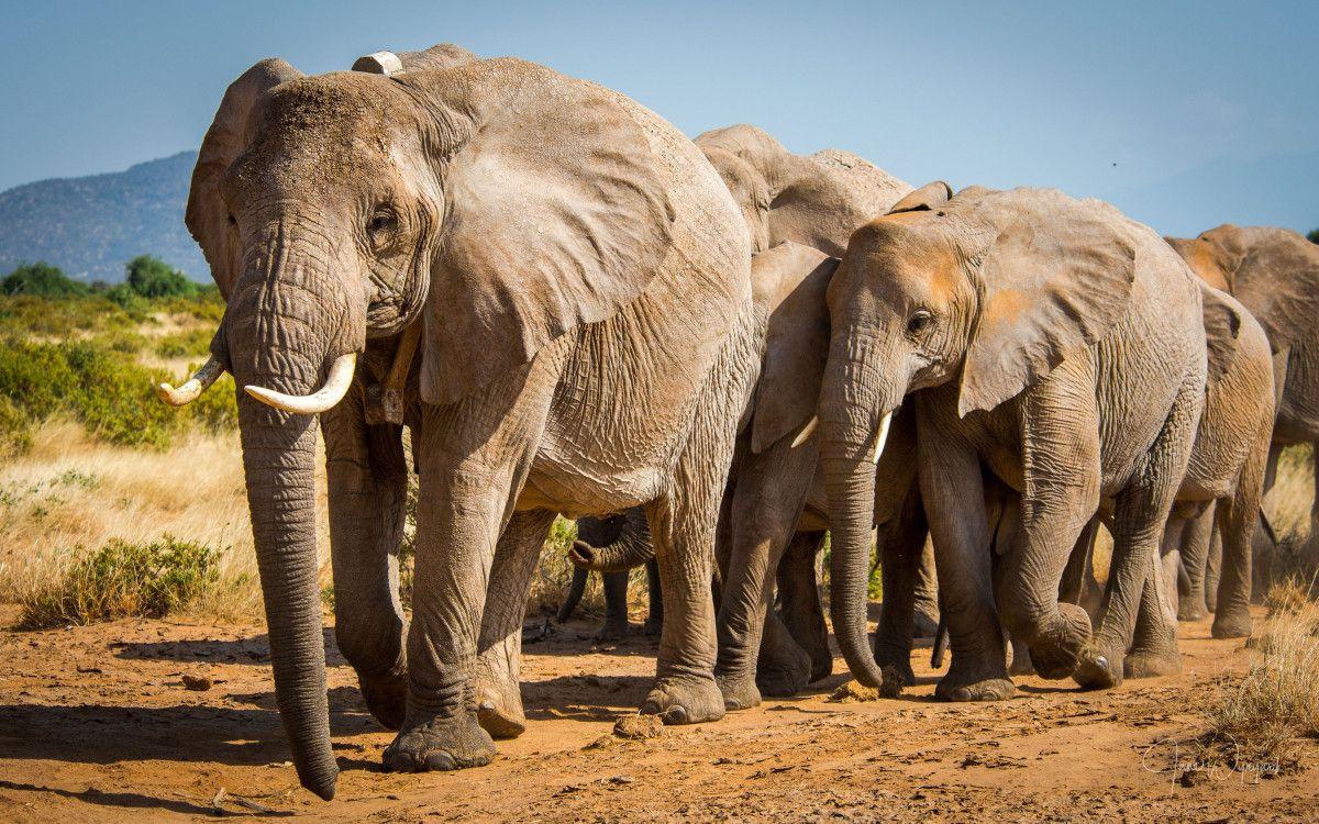 Study Shows Elephants Use Names