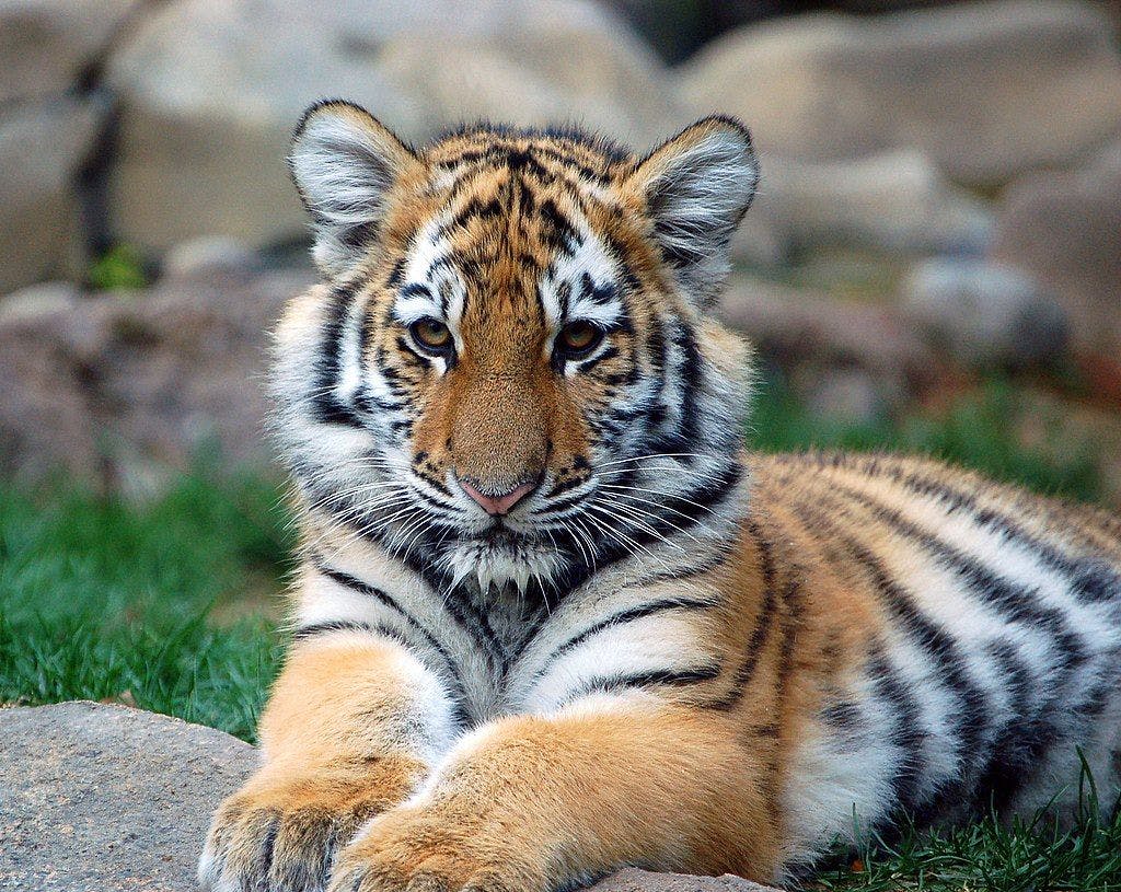 A School for Tiger Cubs