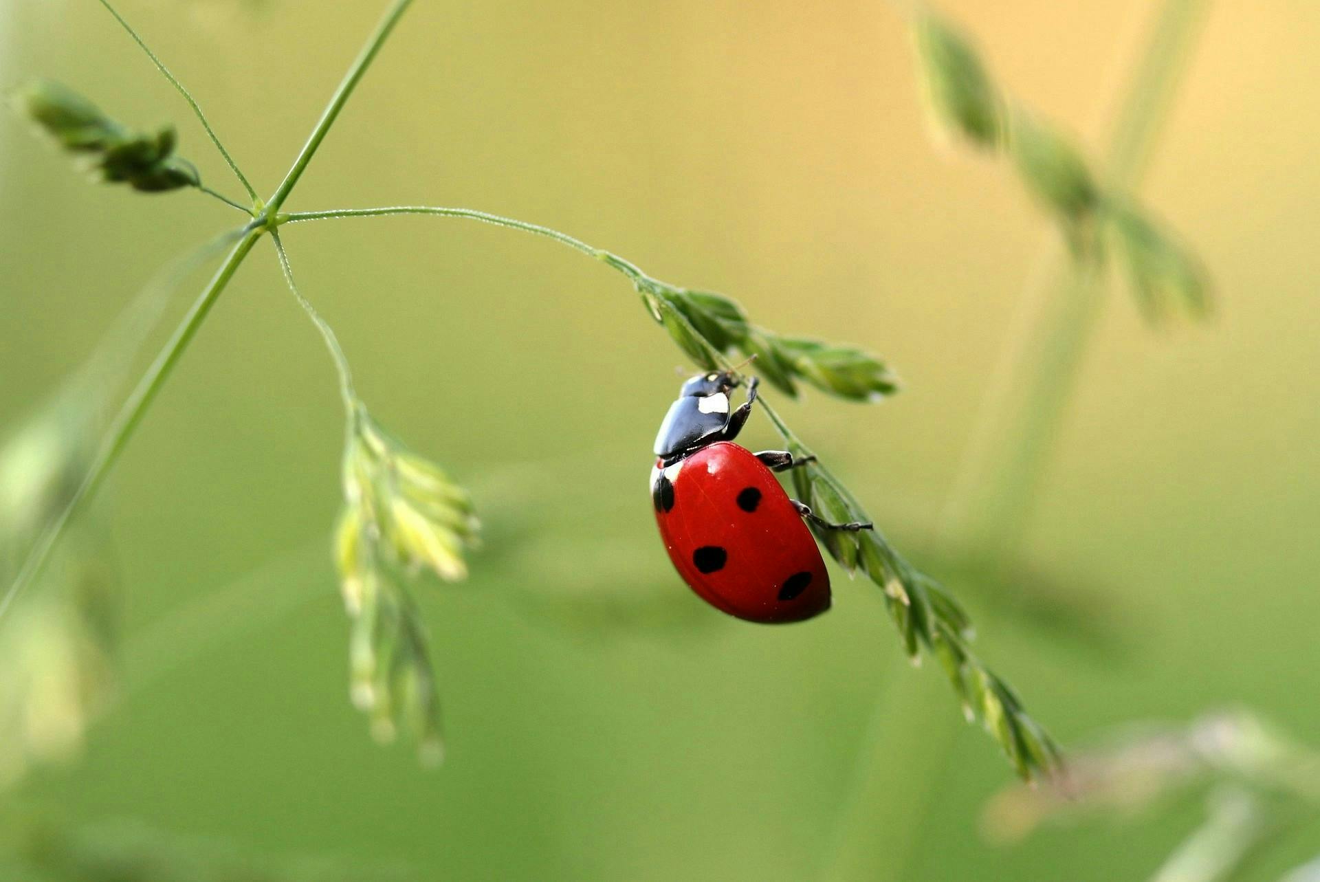 Insect Photography Competition Held