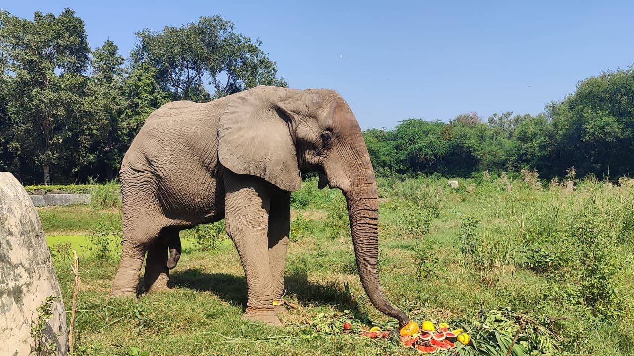 Elephant Unchained in Delhi Zoo