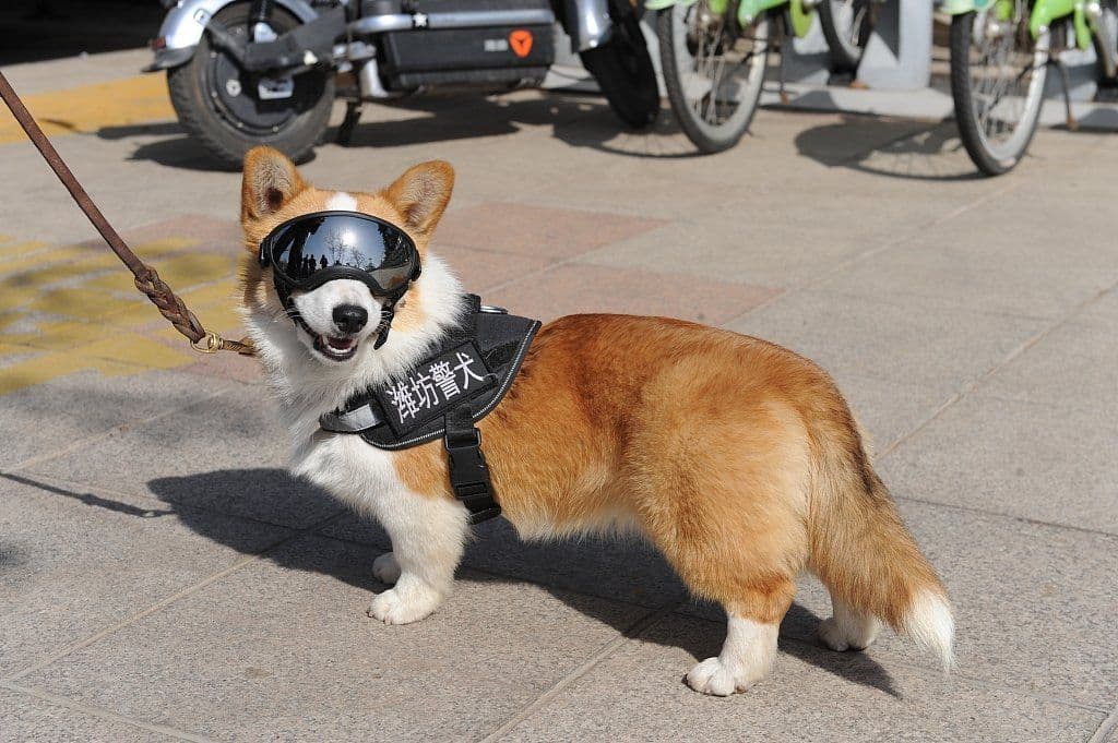 China's Corgi Cop Loses Bonus For Bad Behaviour!