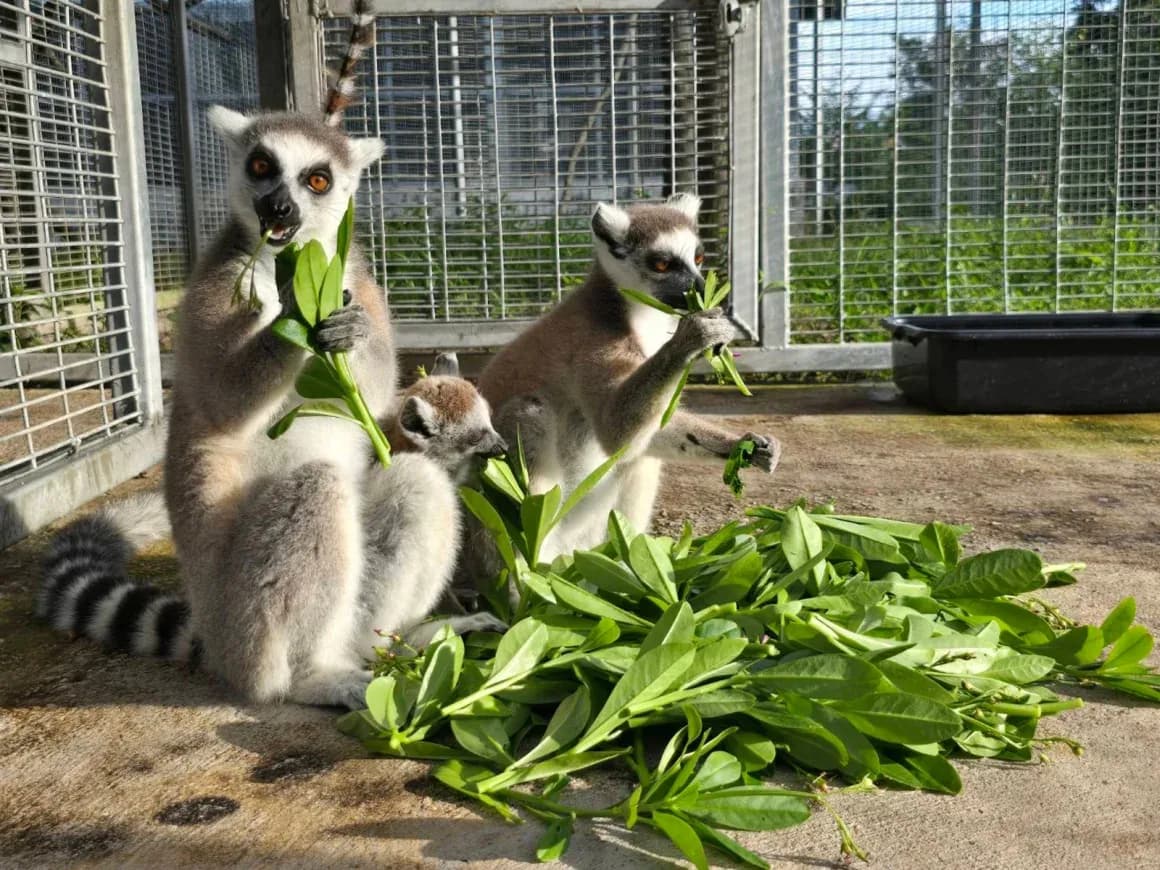 Thailand Sends Endangered Animals Back Home