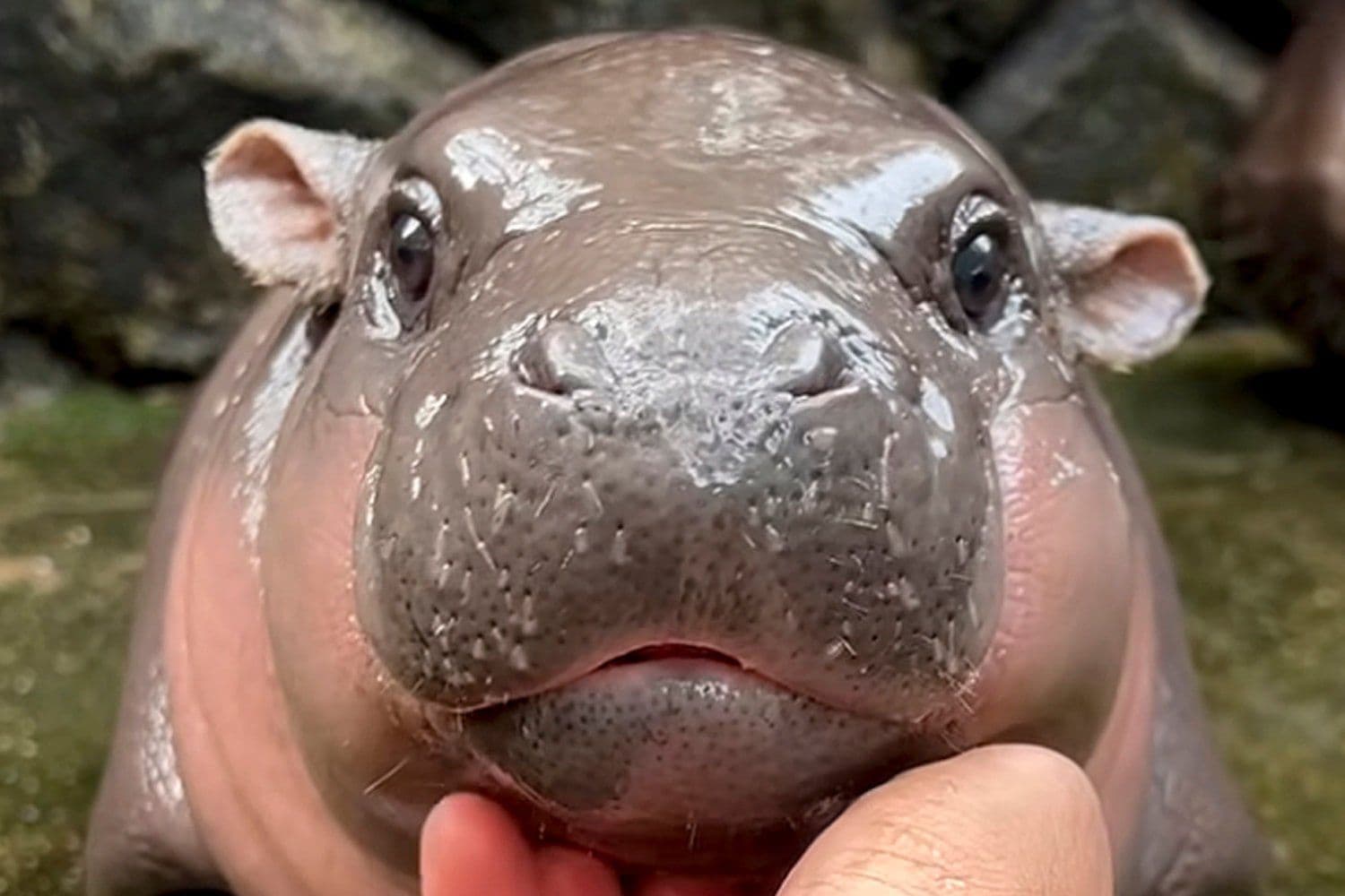 Thailand’s Viral Baby Pygmy Hippo