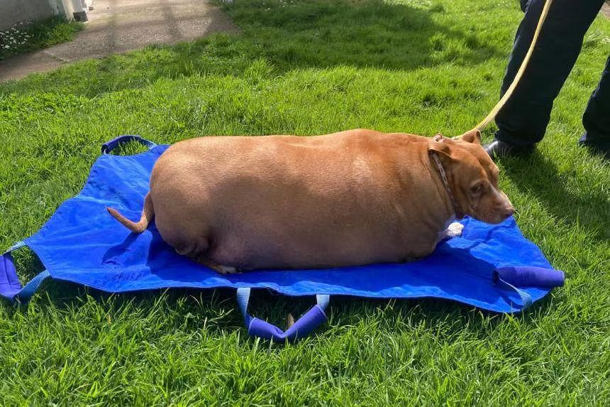 New Zealand Woman Sentenced to Jail for Overfeeding Dog