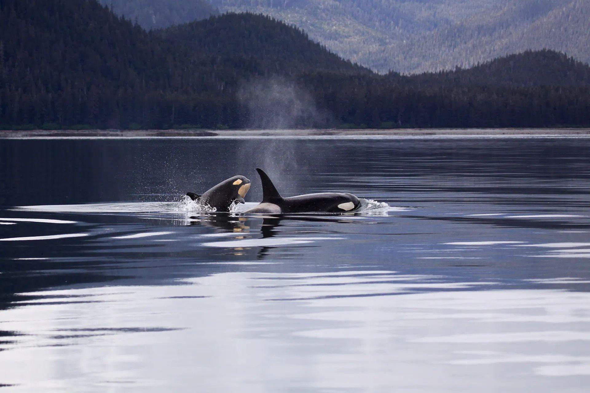 Orcas Boat Attack Mystery Solved