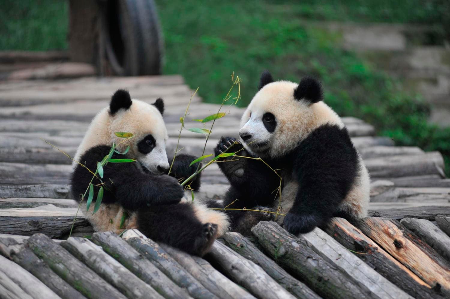 Finland Zoo To Return Giant Pandas To China