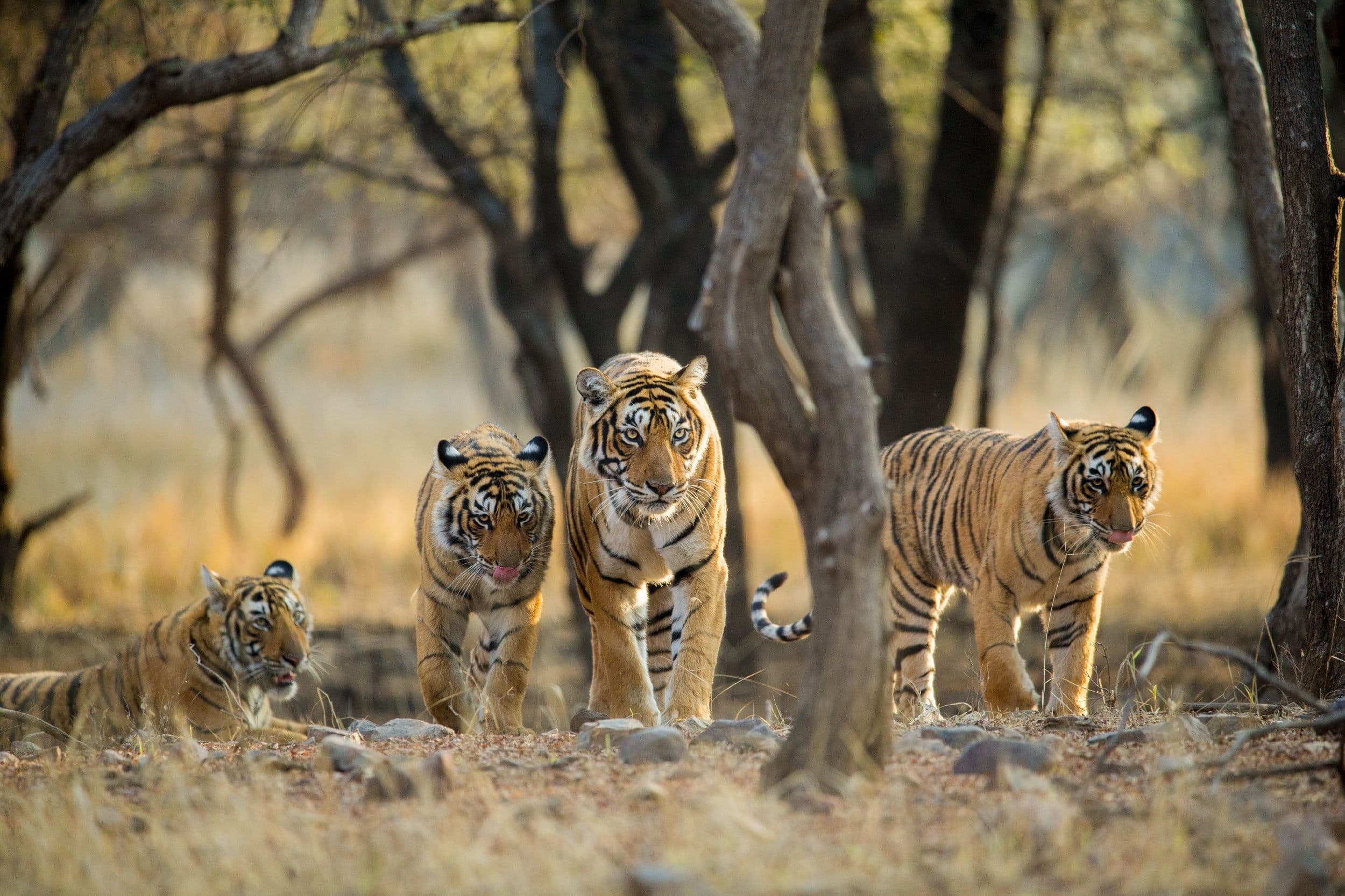 India Doubles Tiger Population