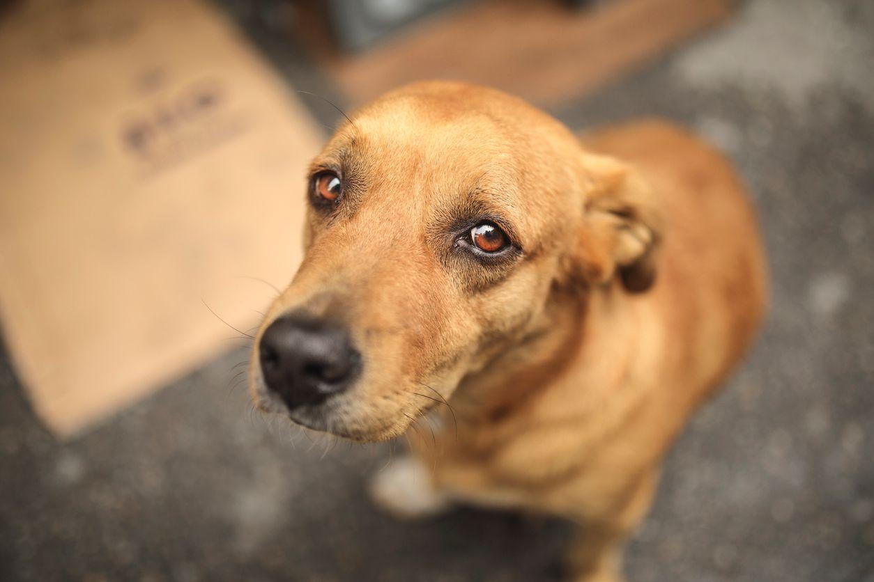 Drones Come To The Rescue Of Dogs