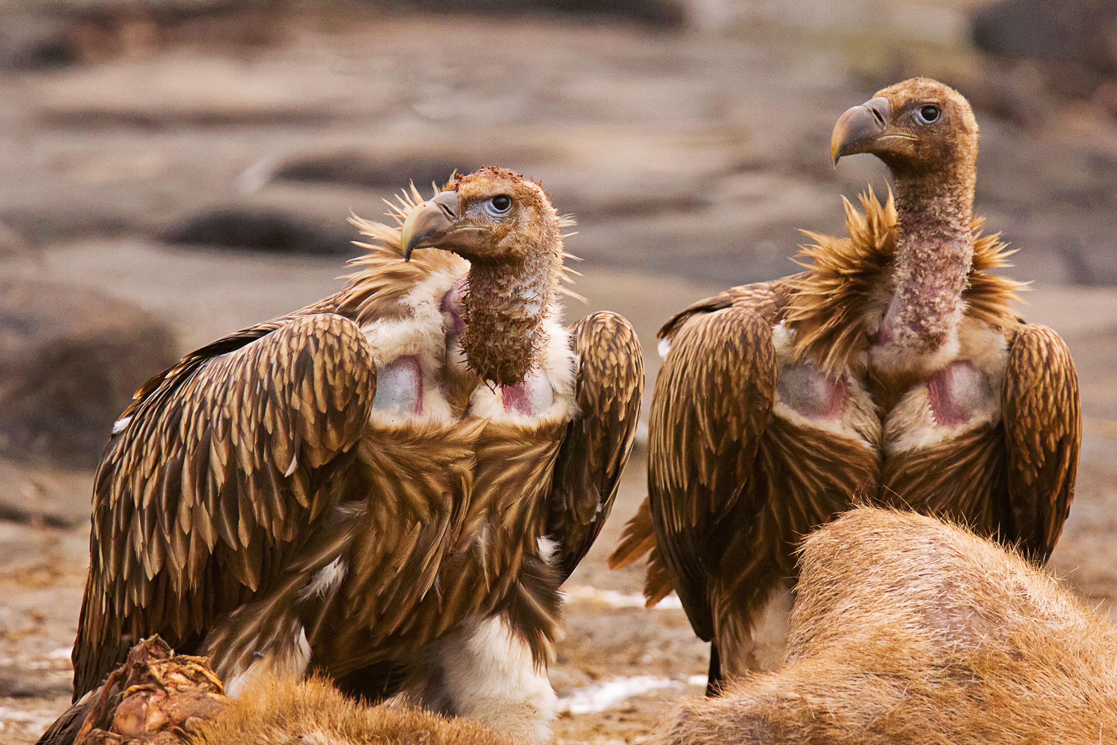 Decline of Indian Vultures Causes Health Crisis