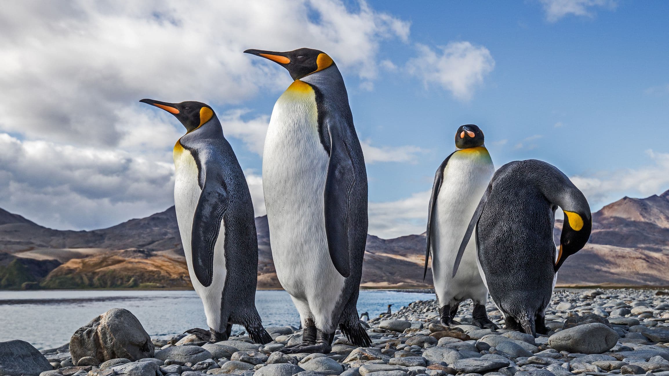 World's Largest Iceberg Could Crash Into Penguin Sanctuary