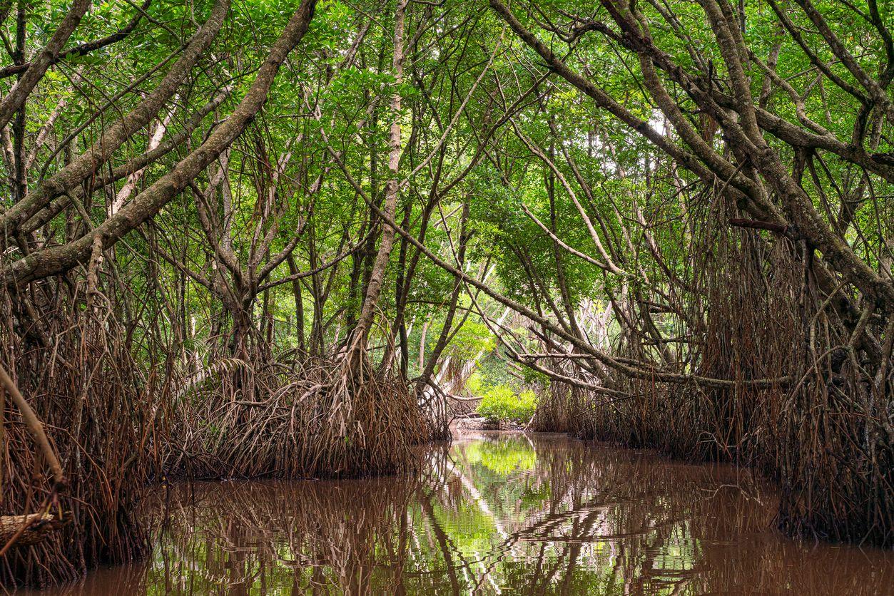 Mangroves Are Heroes Of The Ecosystem