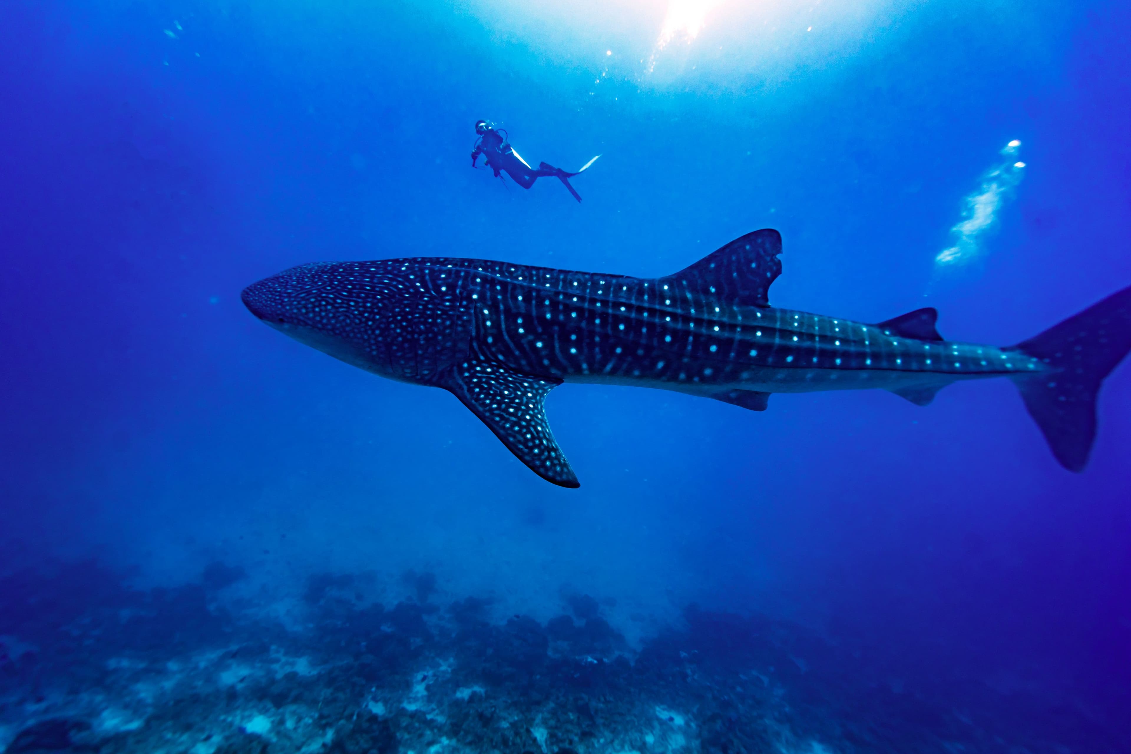 Chinese Aquarium's 'Whale Shark' Is A Robot