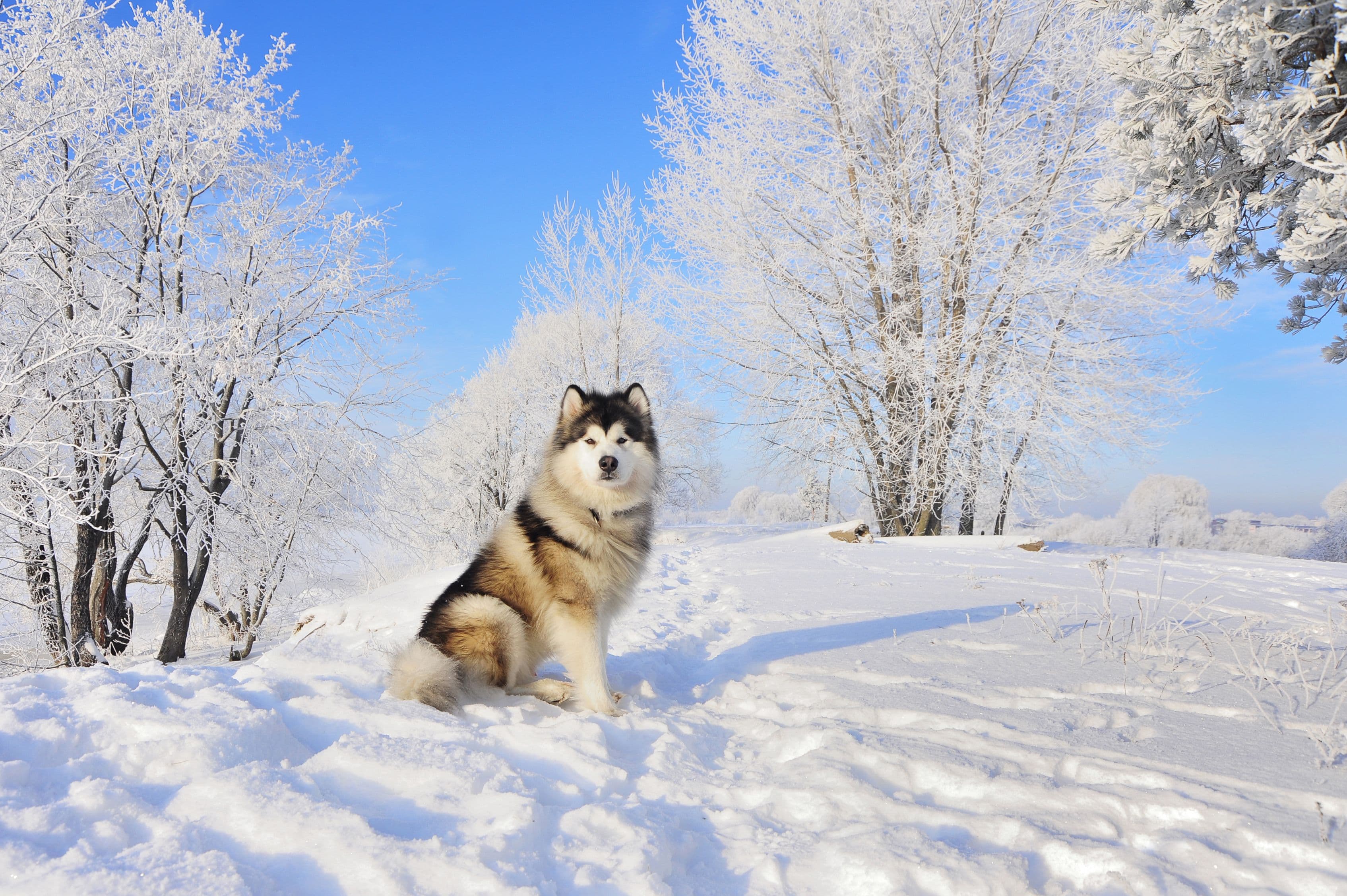 Study Reveals Ancient Bond Between Humans and Dogs