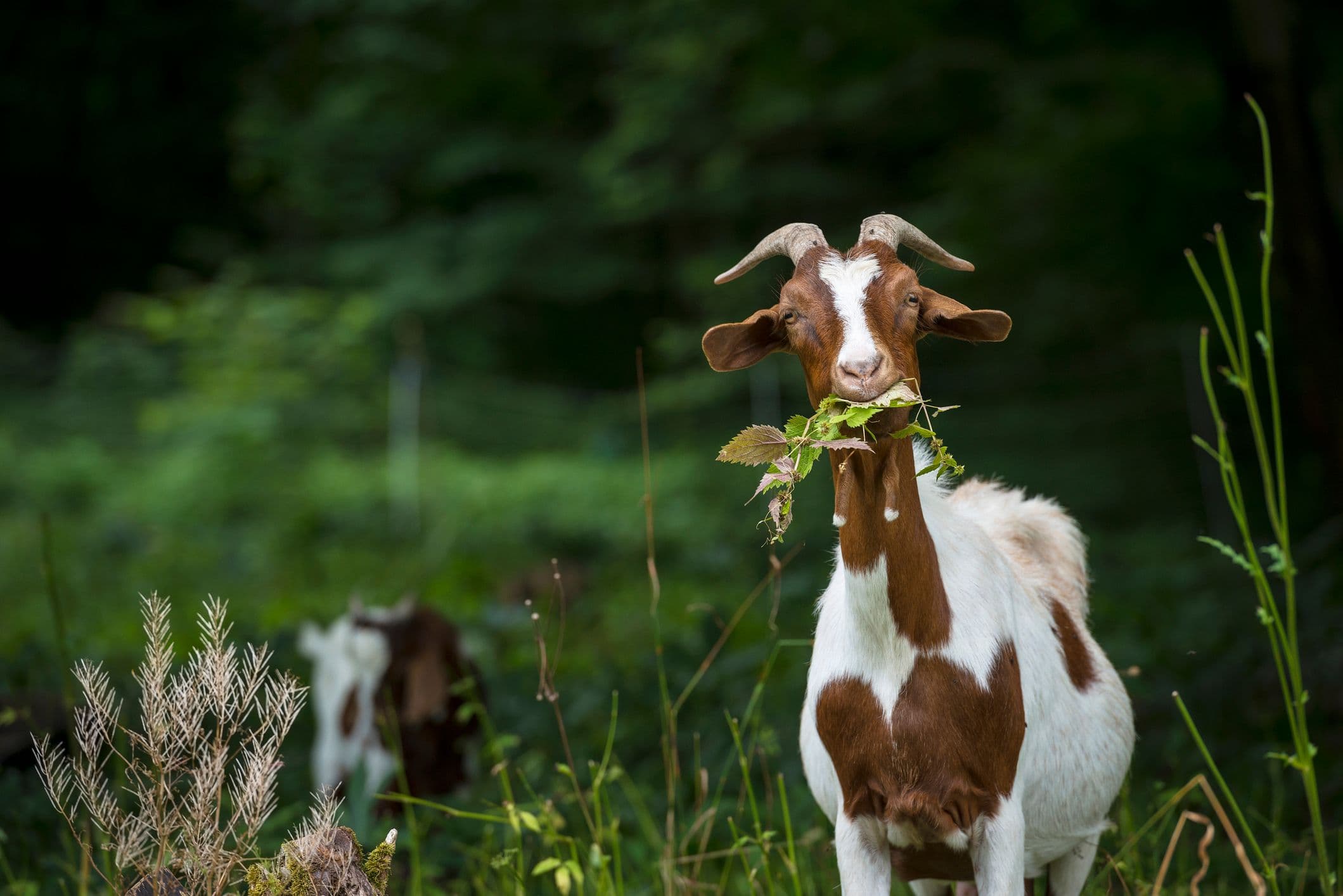 Brilliant Goats Help Stop Fires in Denver!