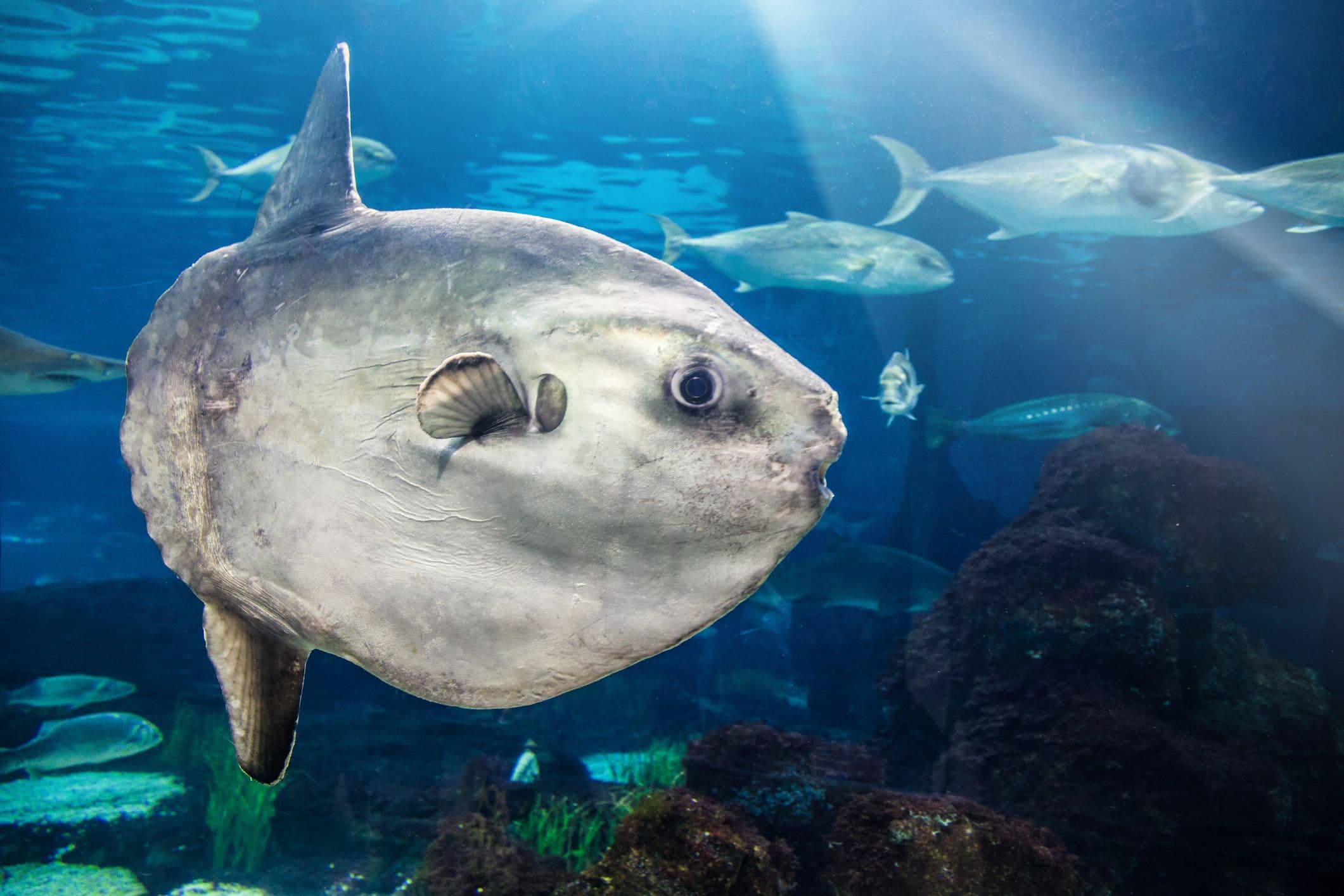 Lonely Fish Gets Fake Human Fans At Japanese Aquarium