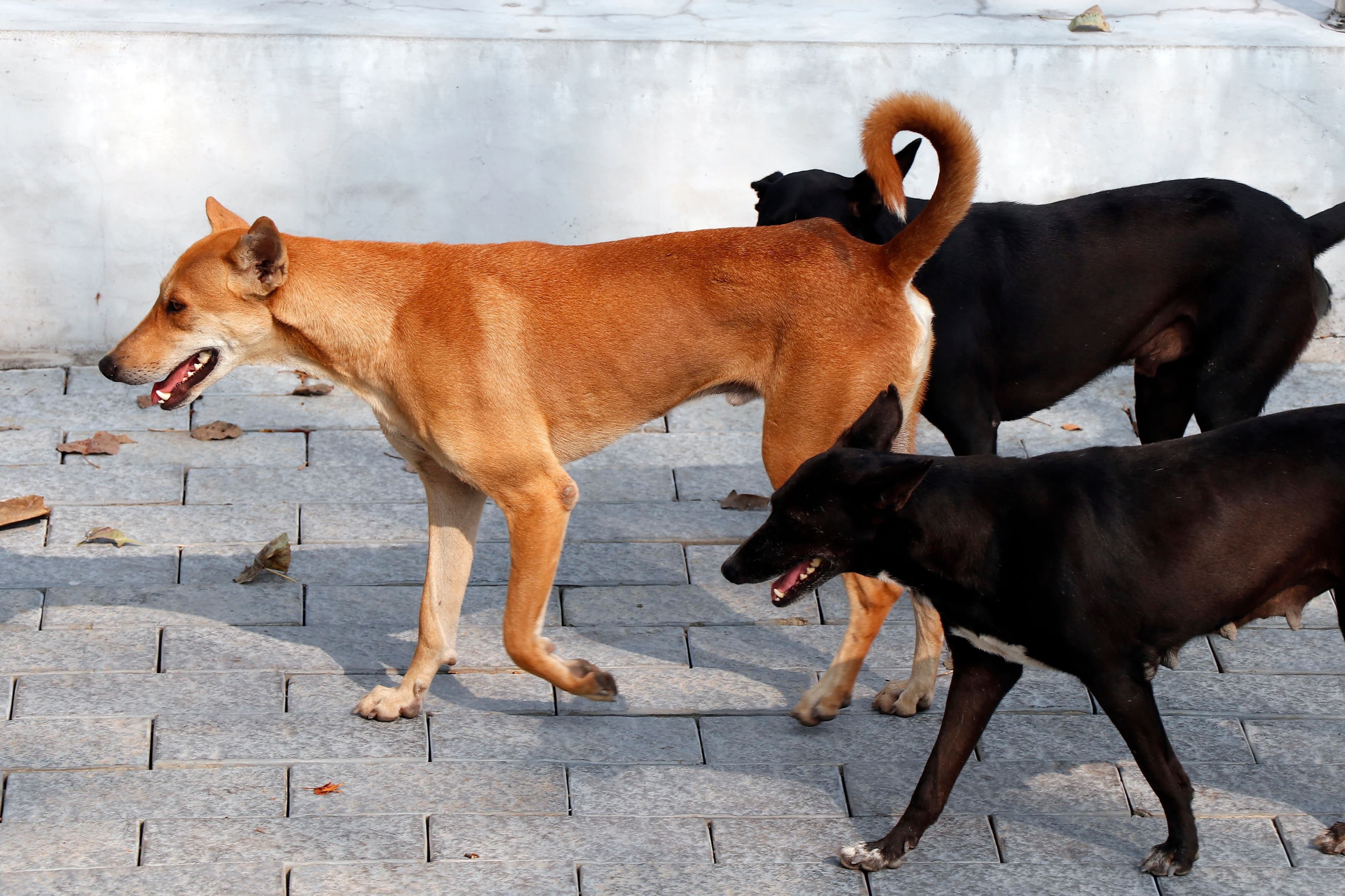 BBMP's Dog Feeding Initiative Gets Mixed Reactions