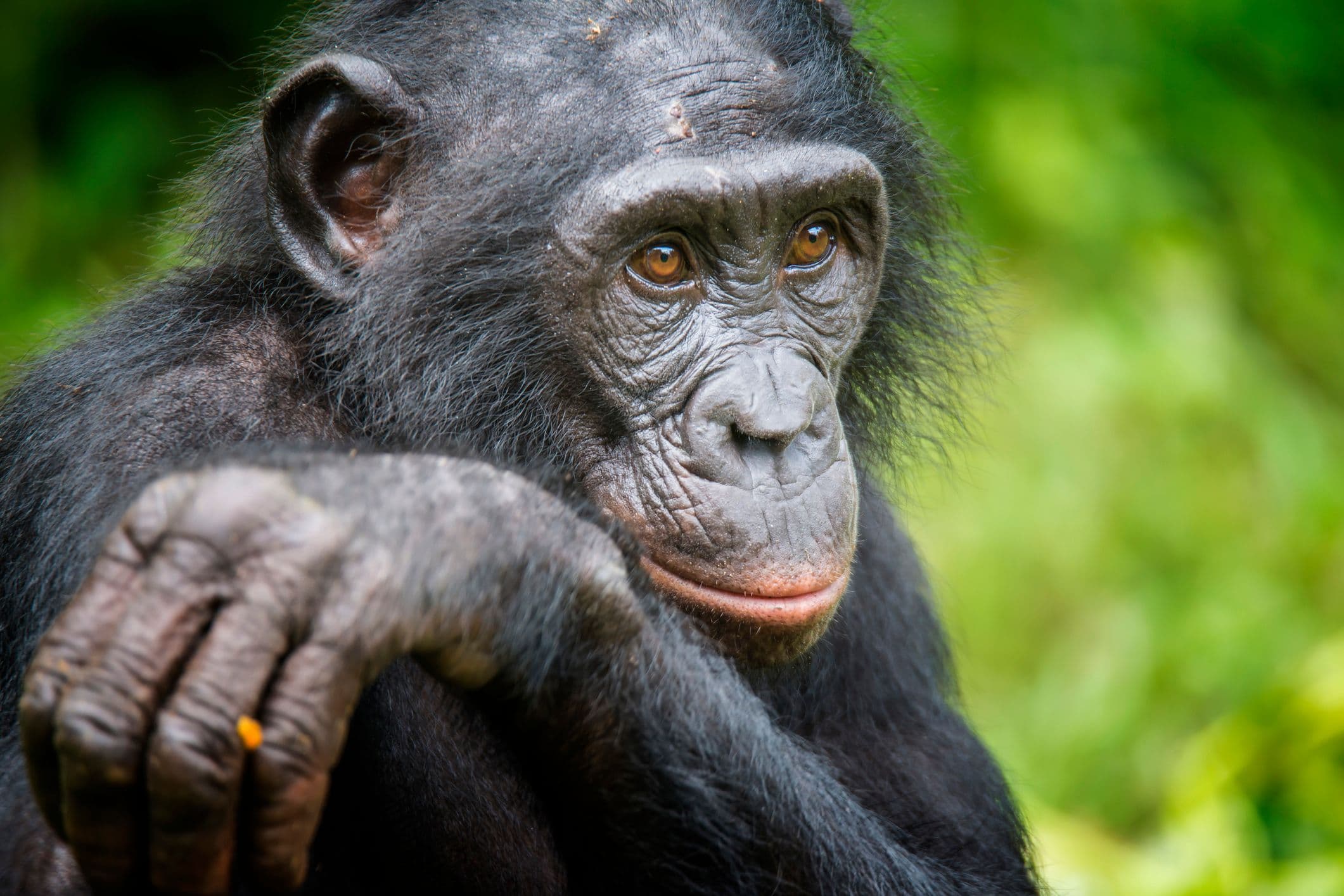 Apes Can Tell When Humans Don’t Know Something