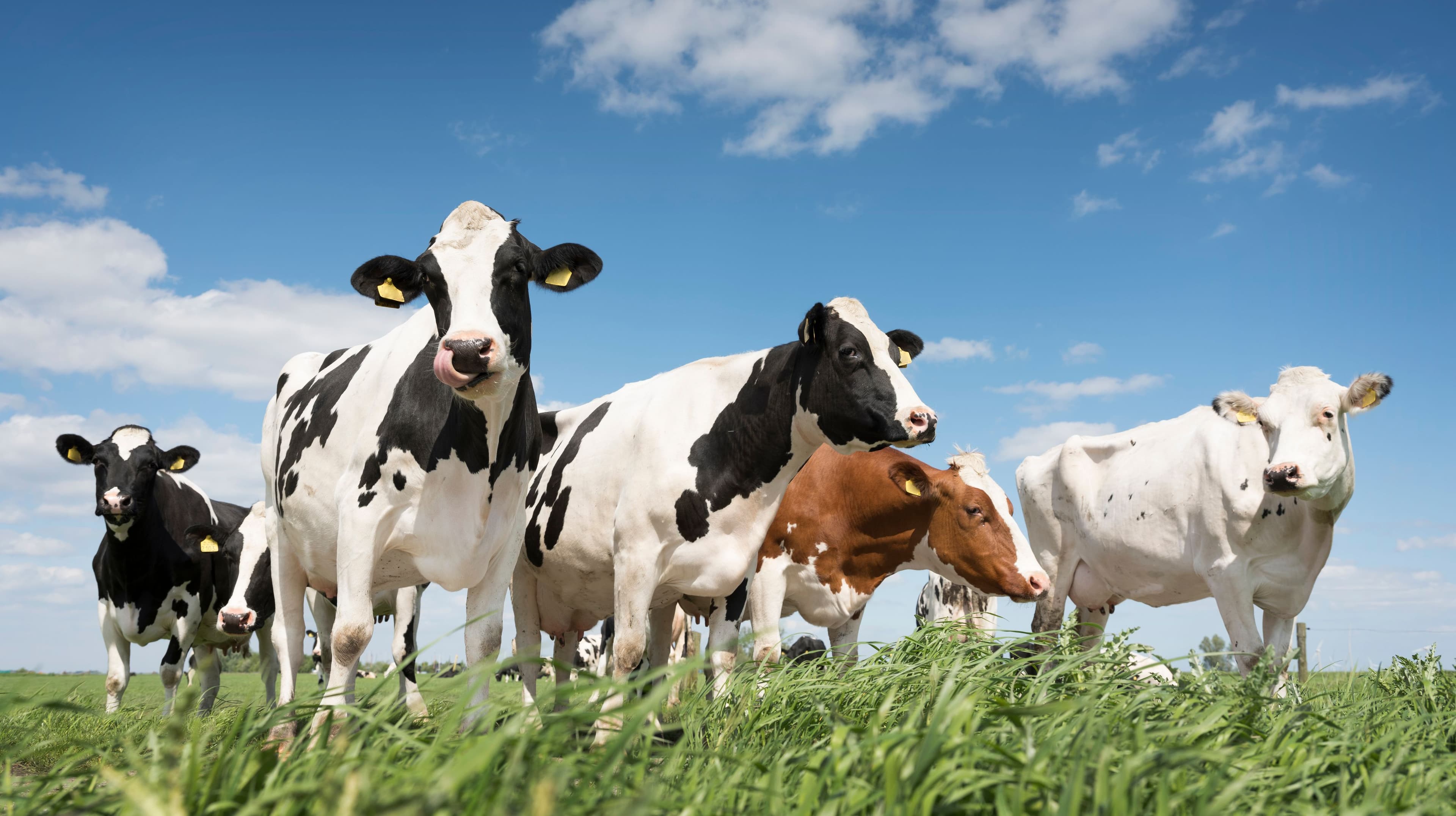 Seaweed Can Help Cows Become Less Gassy