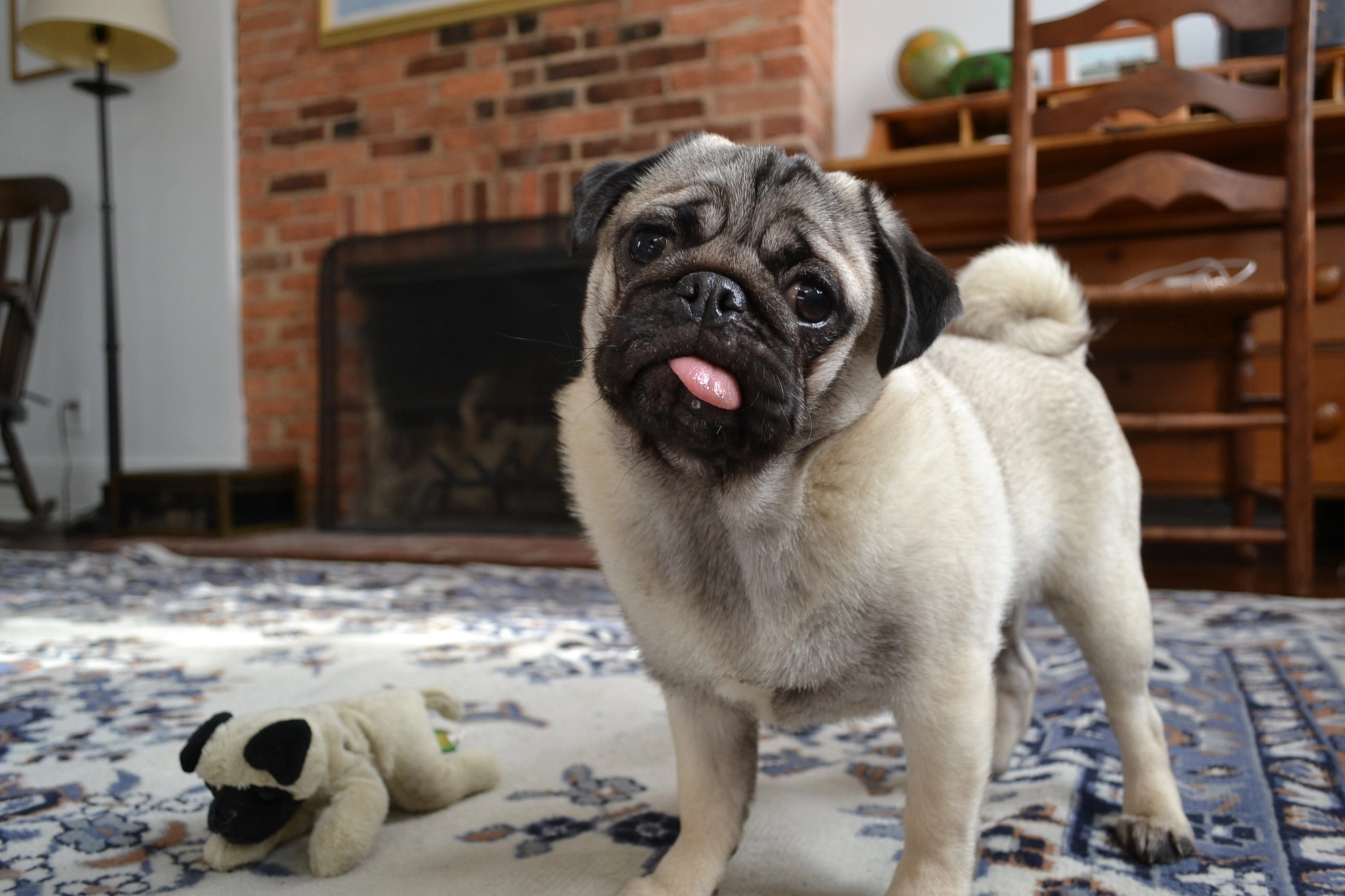 Study Says Pugs Are No Longer ‘Normal’ Dogs