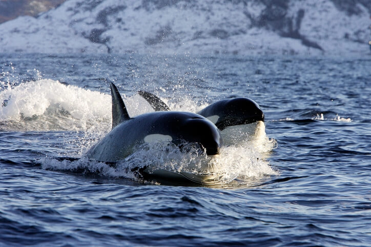 Boat Sunk by Orcas in the Strait of Gibraltar